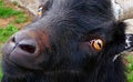 Black billy-goat with big impressiv amber eyes looking straight into the camera Royalty Free Stock Photo