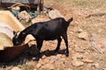 Black billy goat drinking from rusty old bathtub in greek countryside Royalty Free Stock Photo