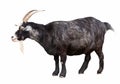 Black billy goat over white Royalty Free Stock Photo