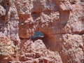 Black Birch Canyon, Bryce Canyon National Park