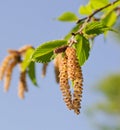 Black Birch Catkins