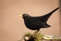 Black Bird Royalty Free Stock Photo