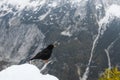 Black bird, an alpine chough (Pyrrhocorax graculus) on a branch in the snowy Julian Alps in Slovenia Royalty Free Stock Photo