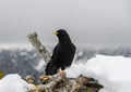 Black bird, alpine cough (Pyrrhocorax graculus) in snowy landscapes in the Julian Alps, Slovenia Royalty Free Stock Photo