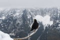 Black bird, alpine cough (Pyrrhocorax graculus) in snowy landscapes in the Julian Alps, Slovenia Royalty Free Stock Photo