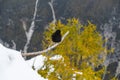 Black bird, alpine cough (Pyrrhocorax graculus) in snowy landscapes in the Julian Alps, Slovenia Royalty Free Stock Photo