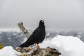 Black bird, alpine cough (Pyrrhocorax graculus) in snowy landscapes in the Julian Alps, Slovenia Royalty Free Stock Photo