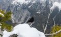 Black bird, alpine cough (Pyrrhocorax graculus) in snowy landscapes in the Julian Alps, Slovenia Royalty Free Stock Photo