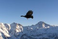 Black bird in Alps