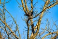 Black bird, American Crow in the tree in spring