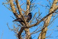 Black bird, American Crow in the tree in spring