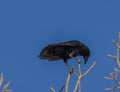 Black bird, American Crow in the tree in spring