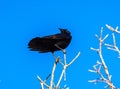 Black bird, American Crow in the tree in spring