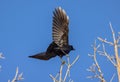 Black bird, American Crow in the tree in spring