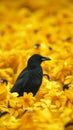 Black bird amidst sea of yellow, a visually striking contrast