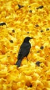 Black bird amidst sea of yellow, a visually striking contrast