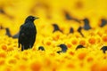 Black bird amidst sea of yellow, a visually striking contrast