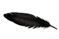 Black bird or angel feather on white background Royalty Free Stock Photo