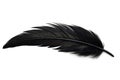 Black bird or angel feather on white background Royalty Free Stock Photo