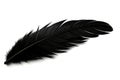 Black bird or angel feather on white background Royalty Free Stock Photo