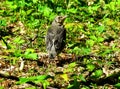 Black bird baby Royalty Free Stock Photo