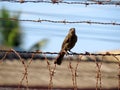 black bird on the barbed wire fence Royalty Free Stock Photo