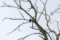 Black bird on a bare basswood tree from below Royalty Free Stock Photo