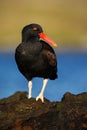 Black bird. Bird with open red bill. Blakish oystercatcher, Haematopus ater, with oyster in the bill, black water bird with red bi Royalty Free Stock Photo