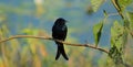 Black Bird (Black Drongo) Royalty Free Stock Photo