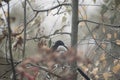 Black bird on a branch Royalty Free Stock Photo