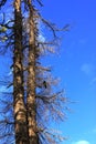 Black bird between branches of pine tree in spring