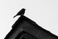 Black bird, called black Phoebe on roof.
