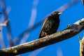 A black bird with colorful plumage and a yellow beak sits on a dried tree branch against a bright blue sky Royalty Free Stock Photo