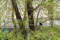 Common blackbird perched on a tree branch in a park