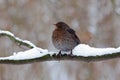 Black bird Common blackbird, Turdus merula, sitting on the branch with snow. Cold winter in Europe. Snow on the tree branch Royalty Free Stock Photo