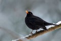 Black bird Common blackbird, Turdus merula, sitting on the branch with snow Royalty Free Stock Photo