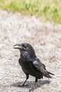 American Raven, Common Raven