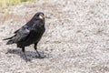 American Raven, Common Raven