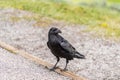 American Raven, Common Raven