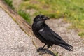 American Raven, Common Raven