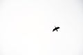 Black Bird Cormorant Flying Free In The Bright Sky Background