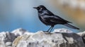 Black_bird_Darkbacked_Sibia_Malacias_melanoleucus_back_profile_1690601596253_1