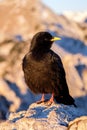 Black bird in dawn light