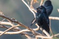 Black Bird Drango basking in morning Royalty Free Stock Photo
