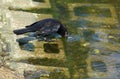 A black bird drinking water from the river in Everglades, Florida, U.S.A Royalty Free Stock Photo