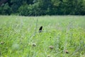 Black bird eating on branch