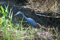 Black Bird in Everglades National Park, Florida Royalty Free Stock Photo