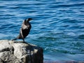 Cormorant bird, on a rock of the Mediterranean Sea