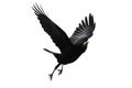 Black bird flies on a white background Royalty Free Stock Photo