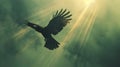 A black bird flying through the sky with sun rays Royalty Free Stock Photo